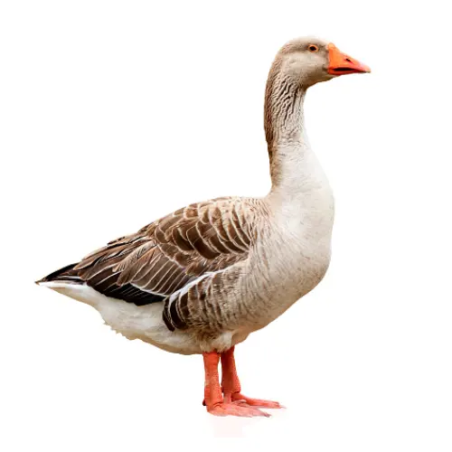 Swan (রাজহাঁস) (Processed)